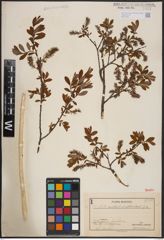 Foto von Salix aurita L. x Salix myrtilloides L.